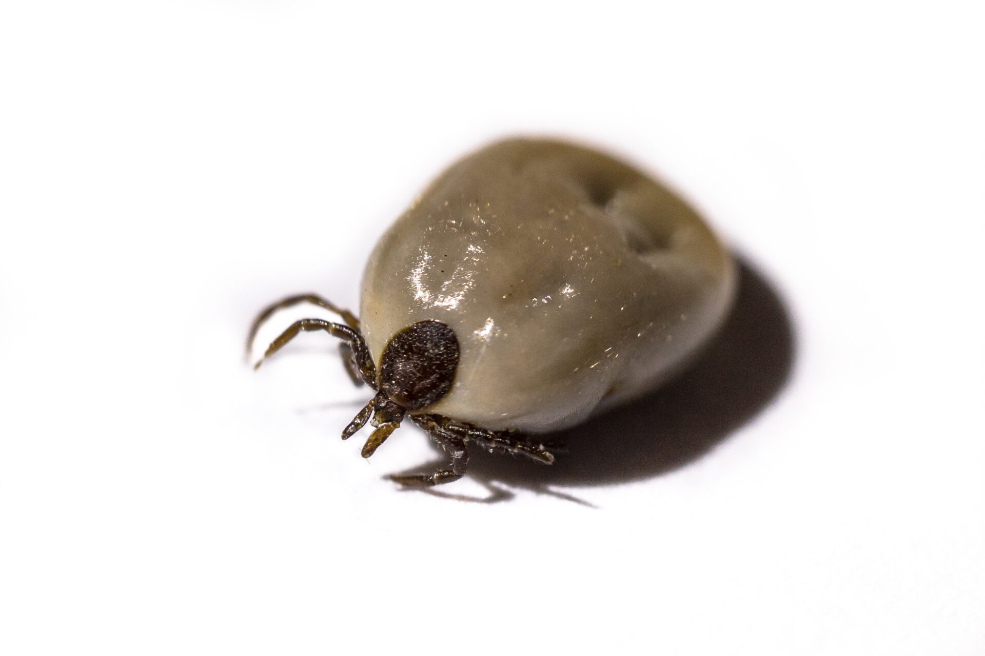 borrelioosi - Riistalehti.fi