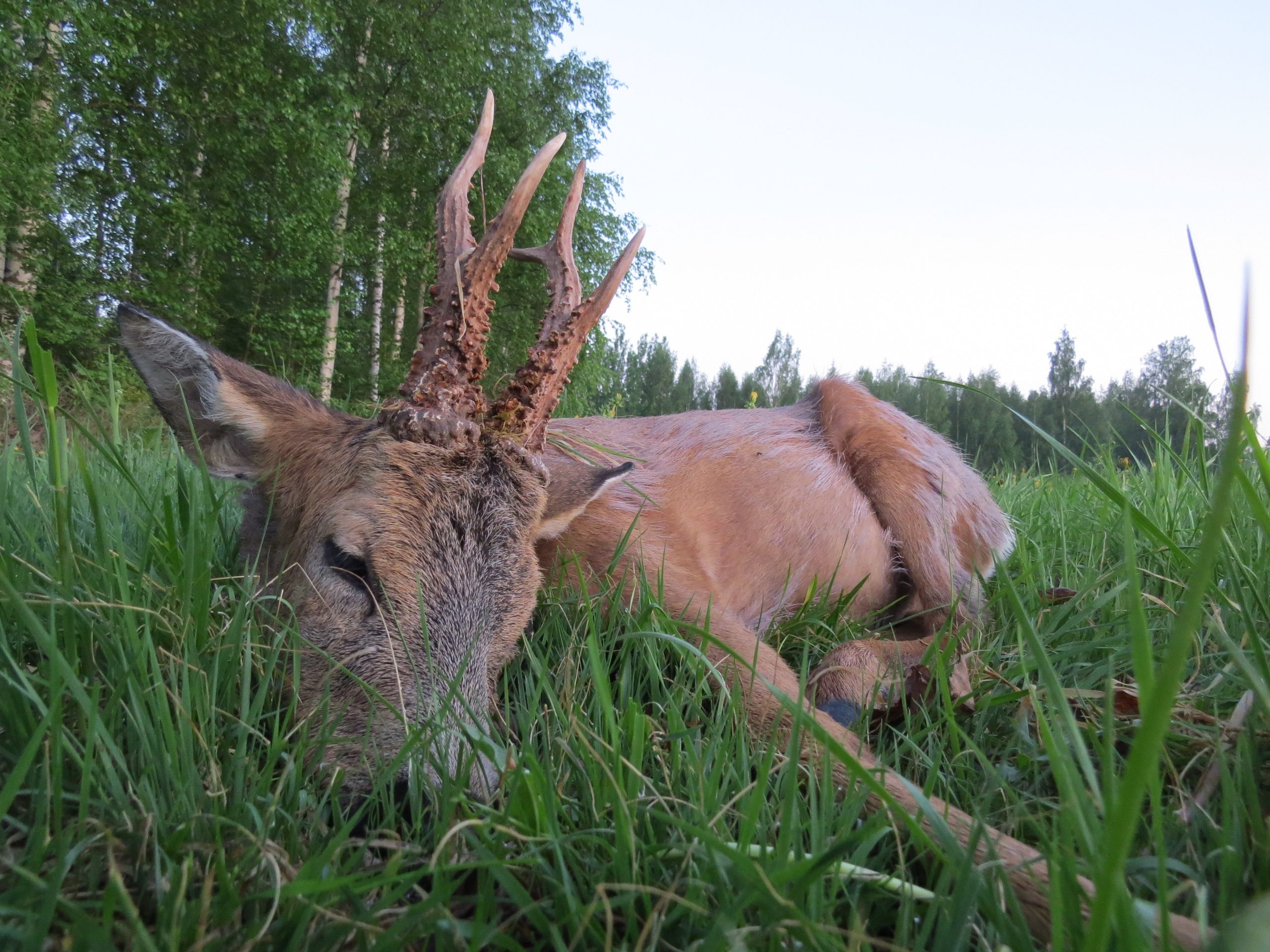 Kevätpukki kruunaa upean illan